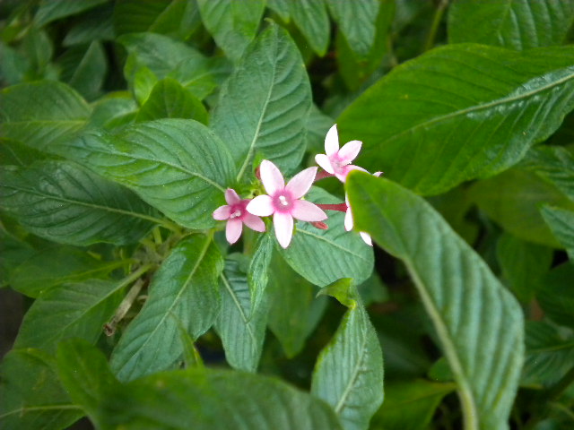 Little Pink Flowers