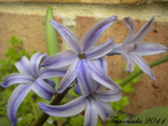 Purple Brodiaea II