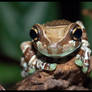 Amazon Milk Frog