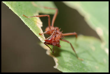 Leaf Cutter Ant II