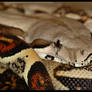 My Slithery Friend