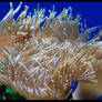 Rose Bubble Tip Anemone