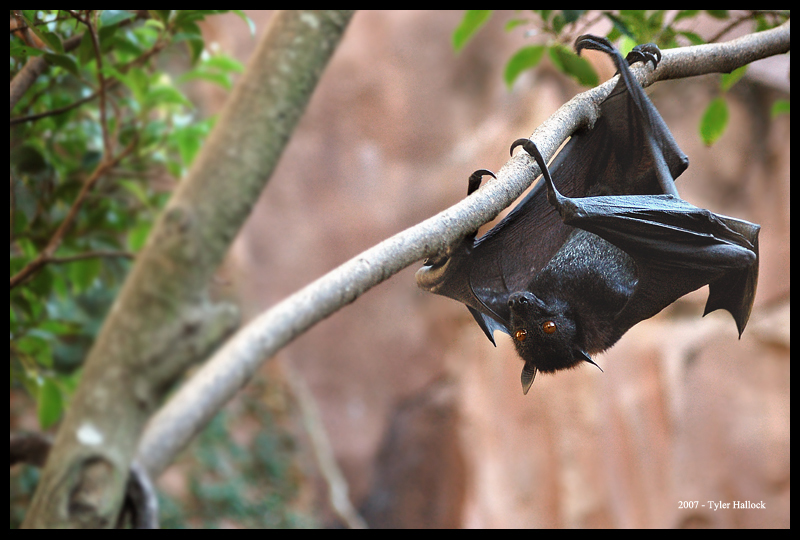 Flying Fox