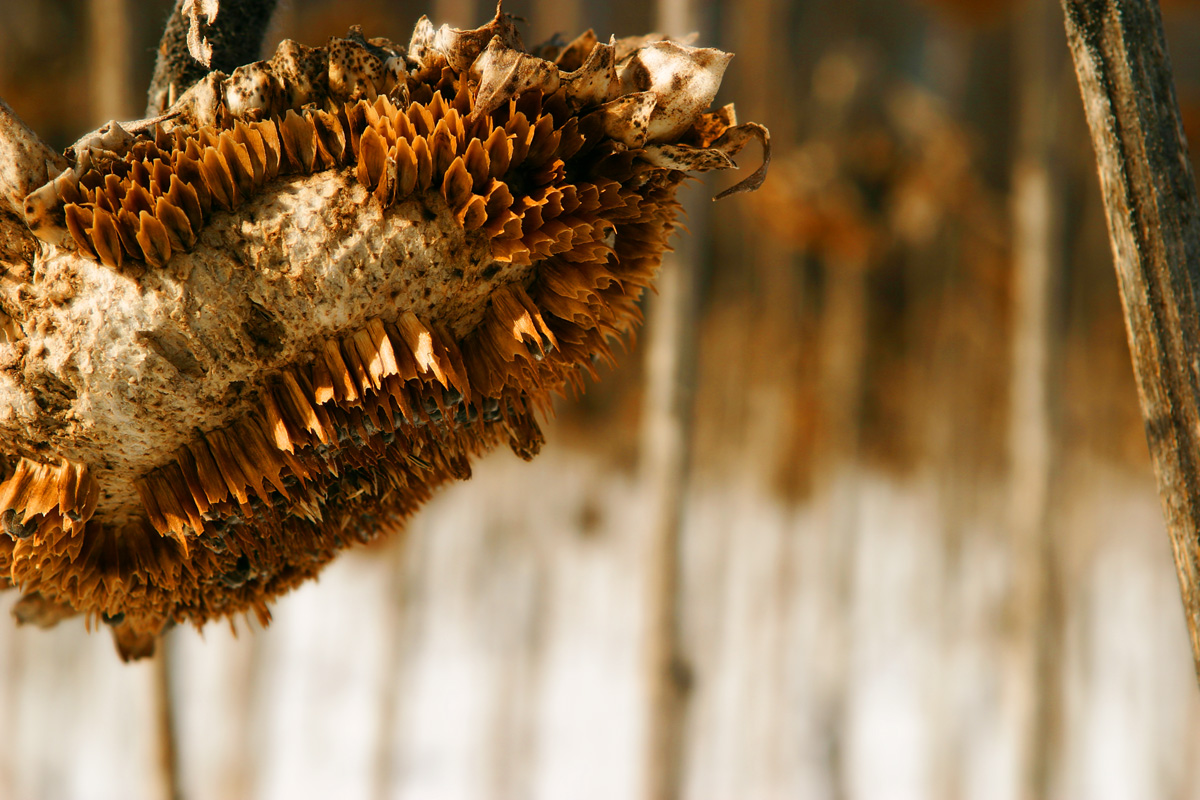 Winters Sunflower