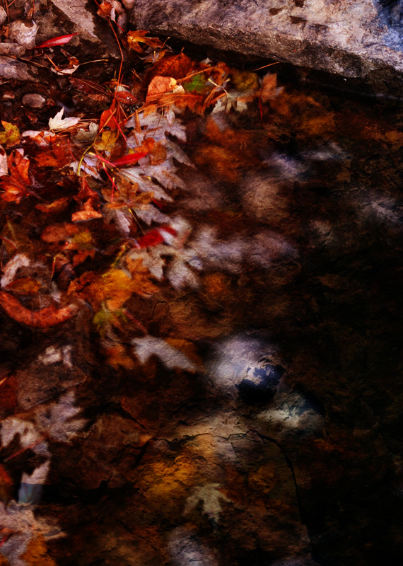 fading_autumn