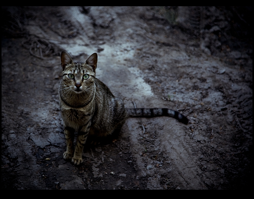 serbian cat