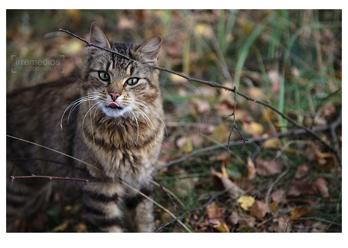 a forest cat