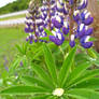 Dew and Flowers