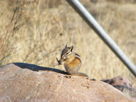 chipmunk on stump