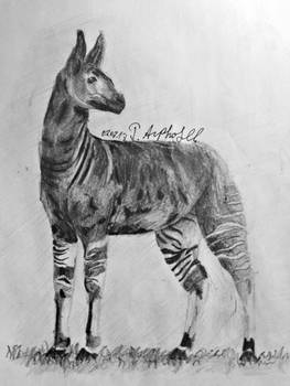 Okapi