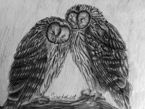 Owls