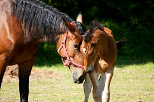 motherly love