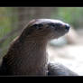 River Otter