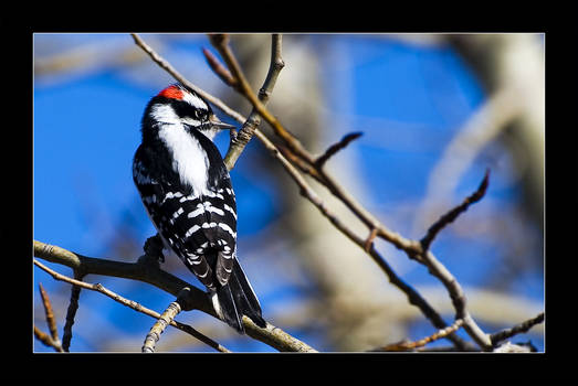 Downy Woodpecker 3