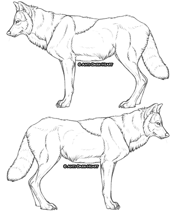 Basic Wolf Lineart Wolf lineart by AntiDarkHeart on DeviantArt