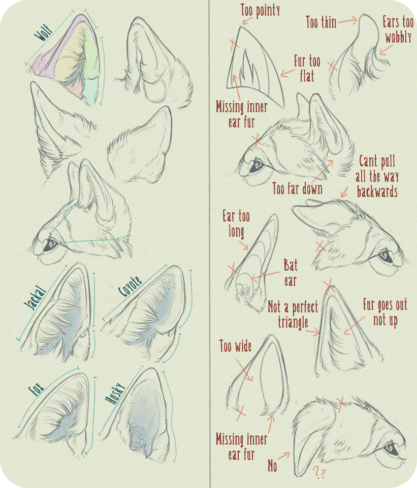 picture Realistic Wolf Ears Drawing realistic canine ear tutorial by