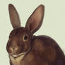 Sass Rabbit - Commission