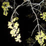 Euonymus seed pods at night