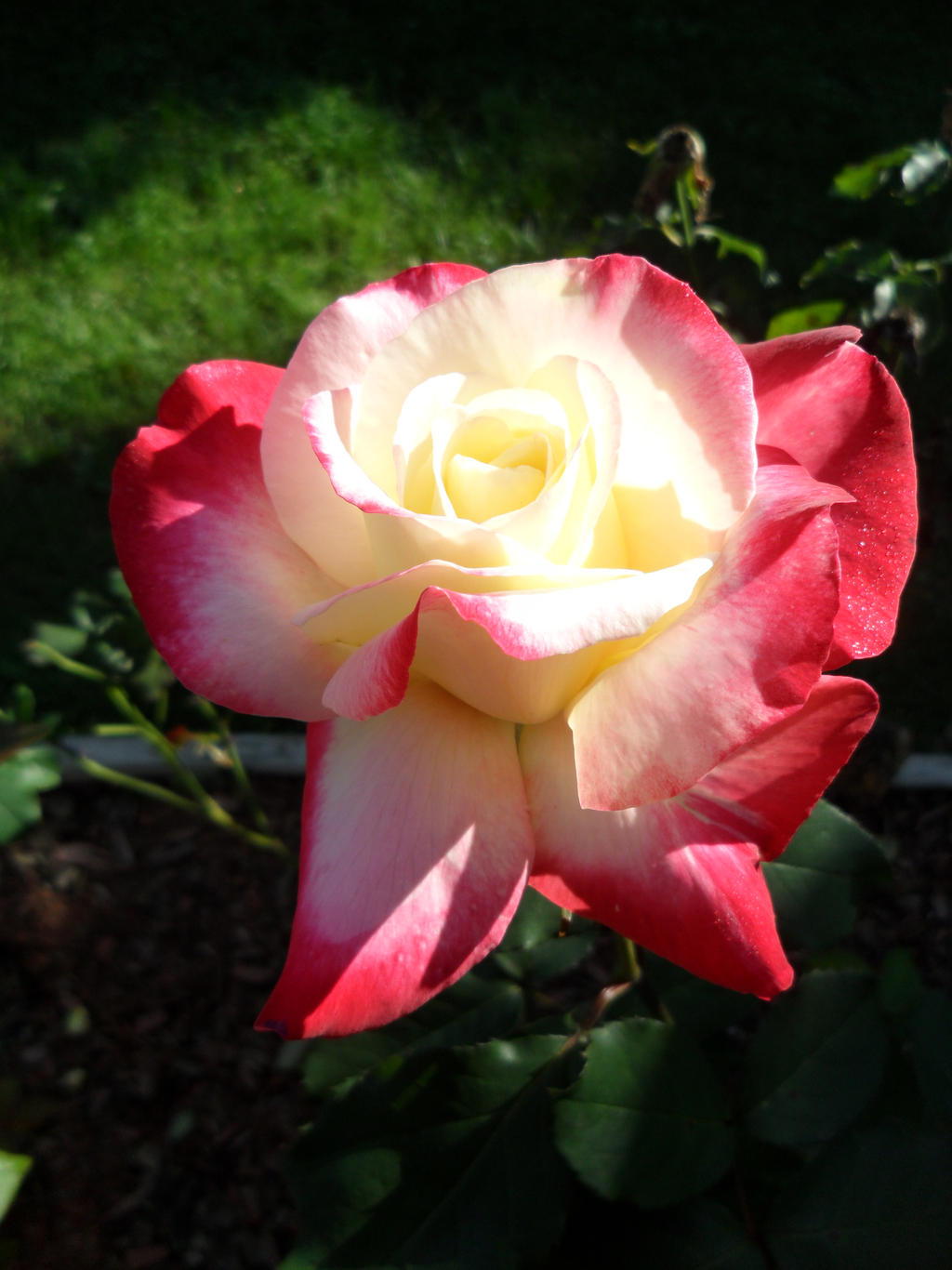 White and pink rose in the sun 3859, holyoke ma