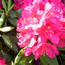 Pink rhododendron flowers in Holyoke MA