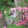 Bleeding hearts