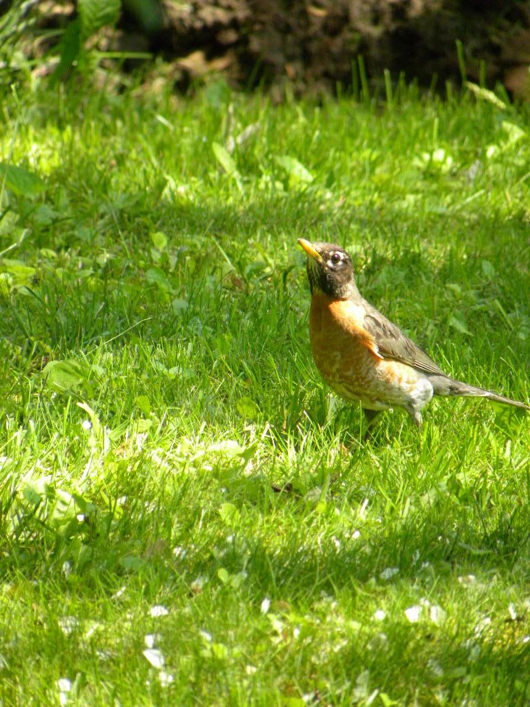 Good Morning Robin by QuietlyDreaming on DeviantArt