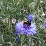 blue cornflower buttonhole