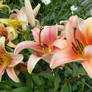 Lilies