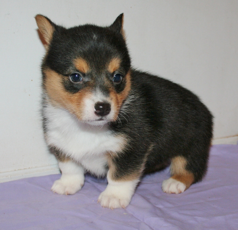 Molly - Pembroke Welsh Corgi - 5 weeks