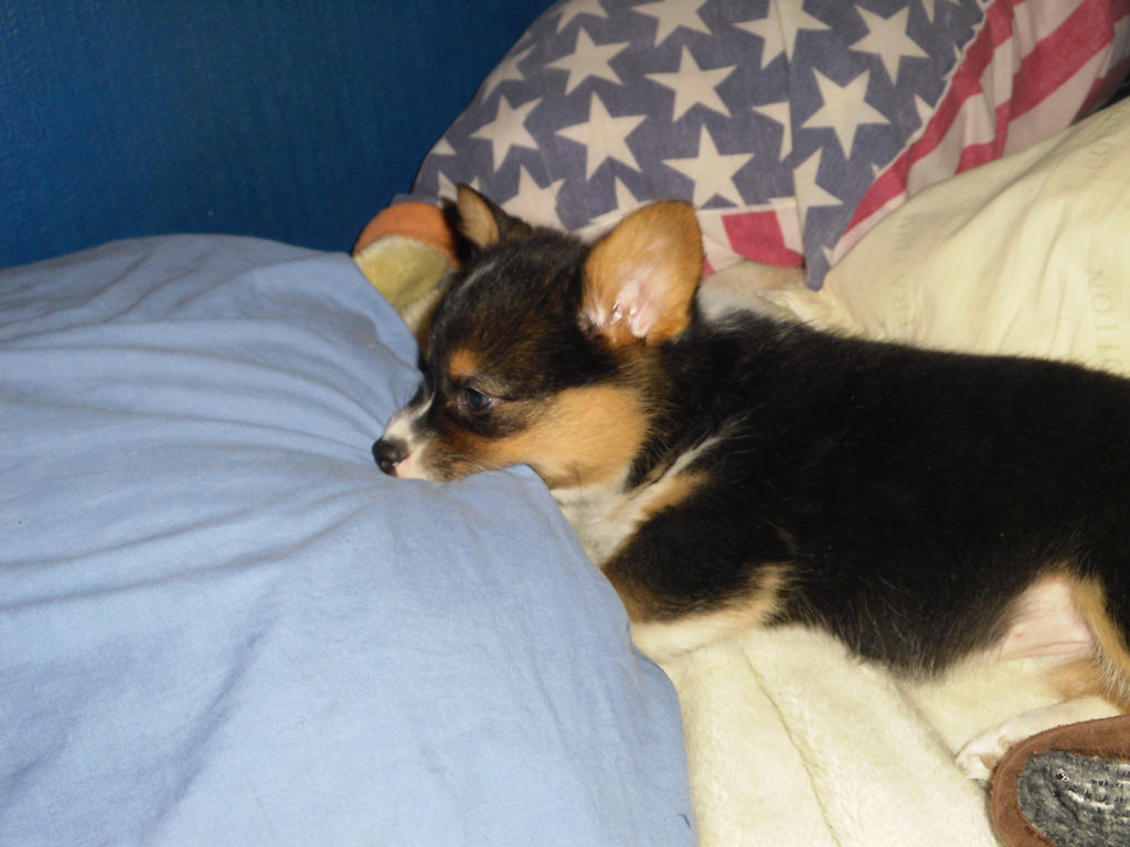 Azura - Pembroke Welsh Corgi Puppy (8 Weeks old)