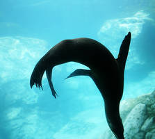 Sea Lion