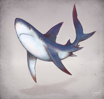 Blue Shark