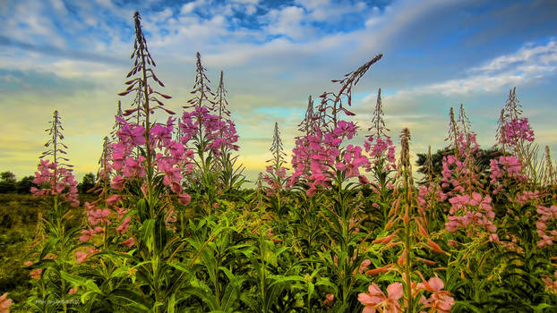 Flowers against the sky