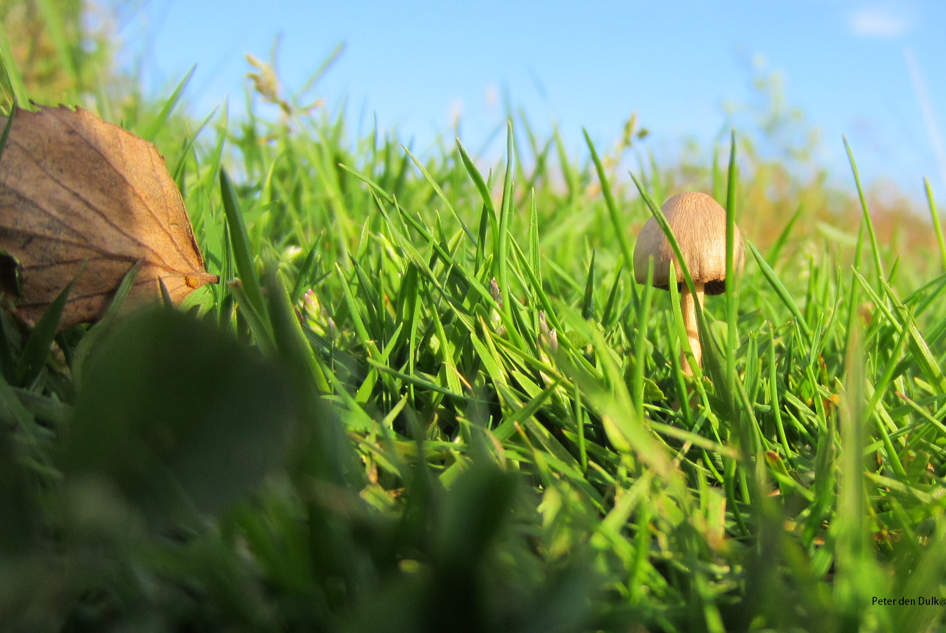 Verscholen in het gras