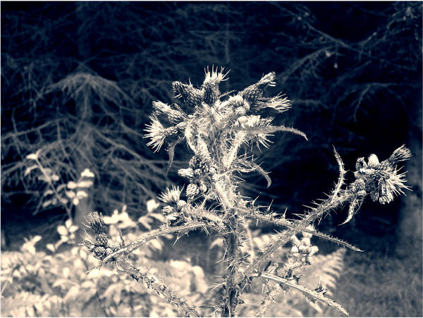 Distel II updated by Nirdgard on DeviantArt