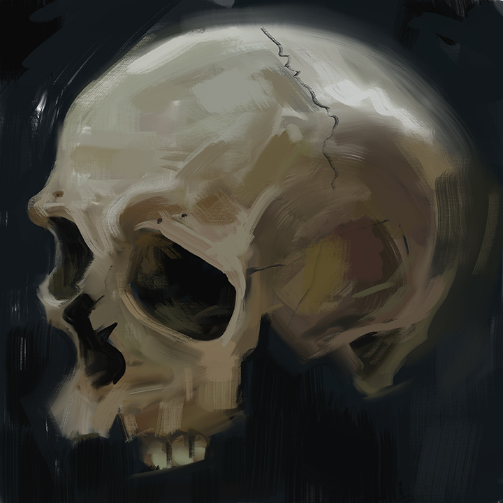 Skull Study