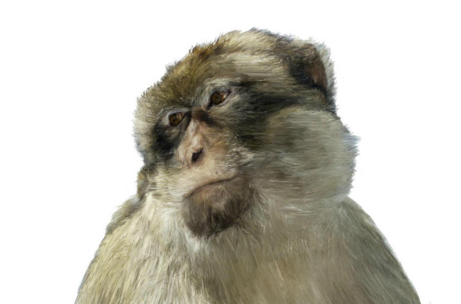Deviantart 2007 Monkey Monkey by JamieWvanRijn on DeviantArt