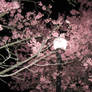 Cherry Blossom Streetlight