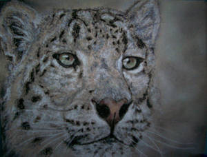 Snow Leopard