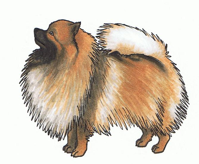 Pomeranian