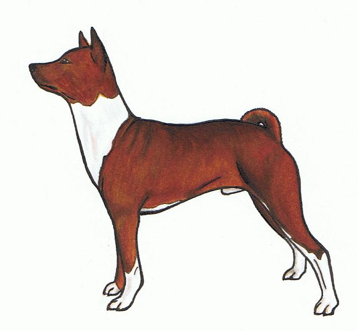 Basenji