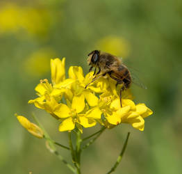 hoverfly