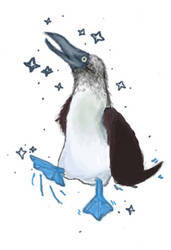 BLUE FOOTED BOOBIE