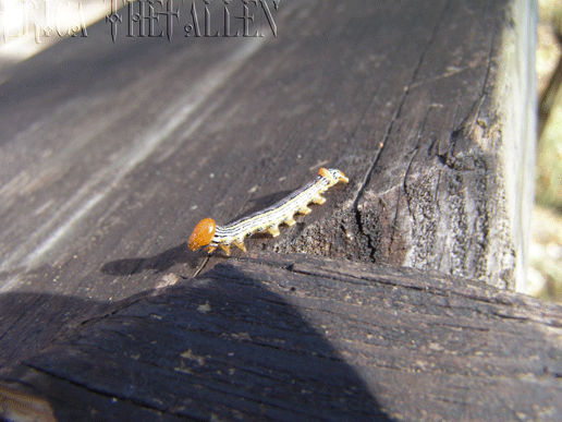 Entomophobia 3 by EricatheFallen on DeviantArt