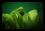 GreenKnot by GoranDA