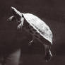 turtle2