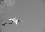Hvid blomst by CorrugatedRhapsody