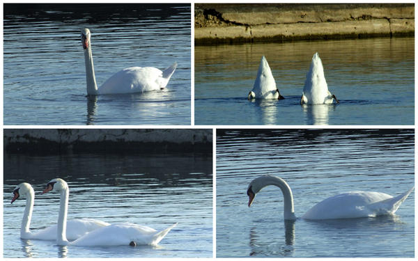 Synchronized Swans Synchronized Swimming by HankaBanka on DeviantArt
