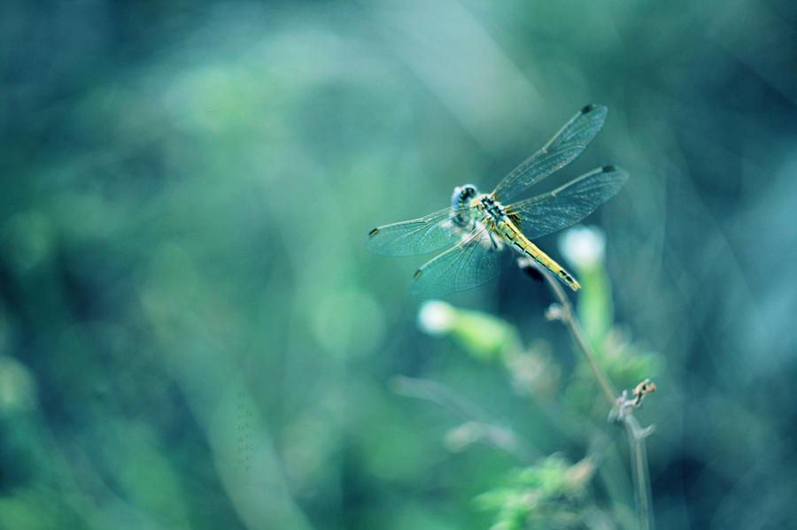 Little blue dragonfly