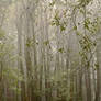 Misty Woods